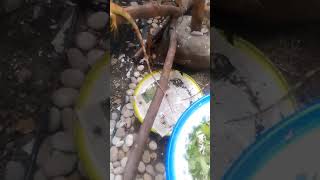 Cara Beternak Iguana Bisa Raup Jutaan Rupiah Dari Cara Ini