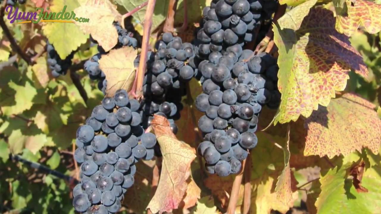 Willamette Valley Vineyards