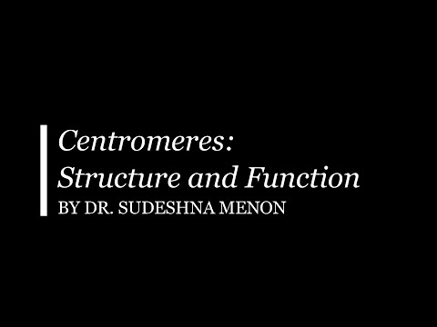 Centromere   Structure and Function