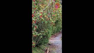 Advanced Spanish|Learn About Territorial Hummingbirds & Nectar Thieves in the Colombian Andes,Part 2