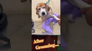 Grooming beagle#dog cutting #dog spa#trending#song#pet#viral#canine#