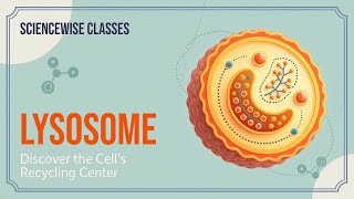 Lysosomes-cells waste disposal centre