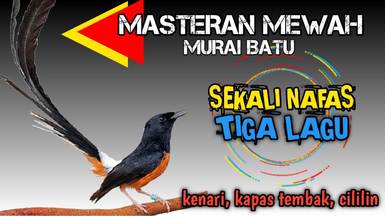 sekali nafas 3 lagu !! MASTERAN MURAI BATU ROLL TEMBAK 3 LAGU MEWAH‼️