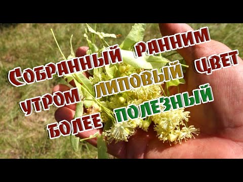 ➤ Собранный ранним утром липовый цвет более полезный ➤ Липа лекарство ➤ Когда собирать липовый цвет?