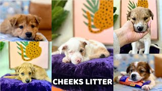 Introducing the adorable Cheeks Litter