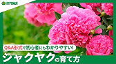 西洋シャクヤクの育て方 芍薬 肥料の与え方がコツ うどんこ病対策も Youtube 西洋シャクヤクの育て方 芍薬 肥料の与え方がコツ うどんこ病対策も Youtube