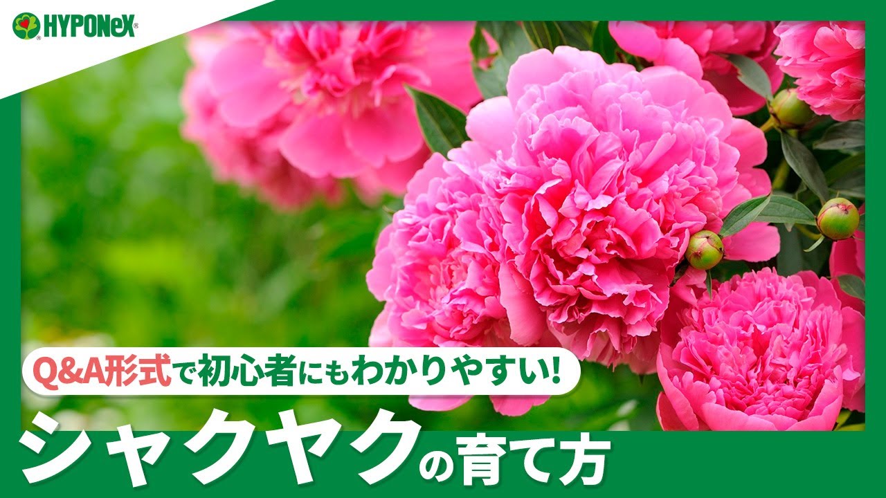 69 シャクヤクの育て方 きれいな花を咲かせるには 植えつけの方法や日々の管理 摘心や摘蕾などもご紹介 Plantiaq A 植物の情報 育て方をq A形式でご紹介 Youtube