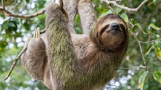 The laziest animal in the world - Sloth. Animals, Documentary