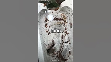 The Trap-Jaw Ant: Nature’s Fastest Jaws and Springboard Escape Artist 🐜