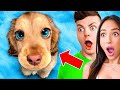 TOP 100 *CUTEST ANIMALS* on the Internet!