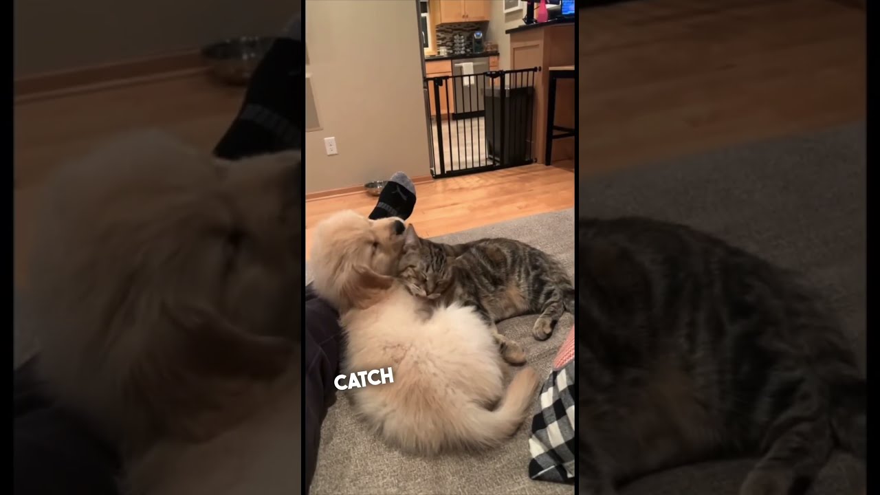 Their Dog And Cat Have Become Best Friends 