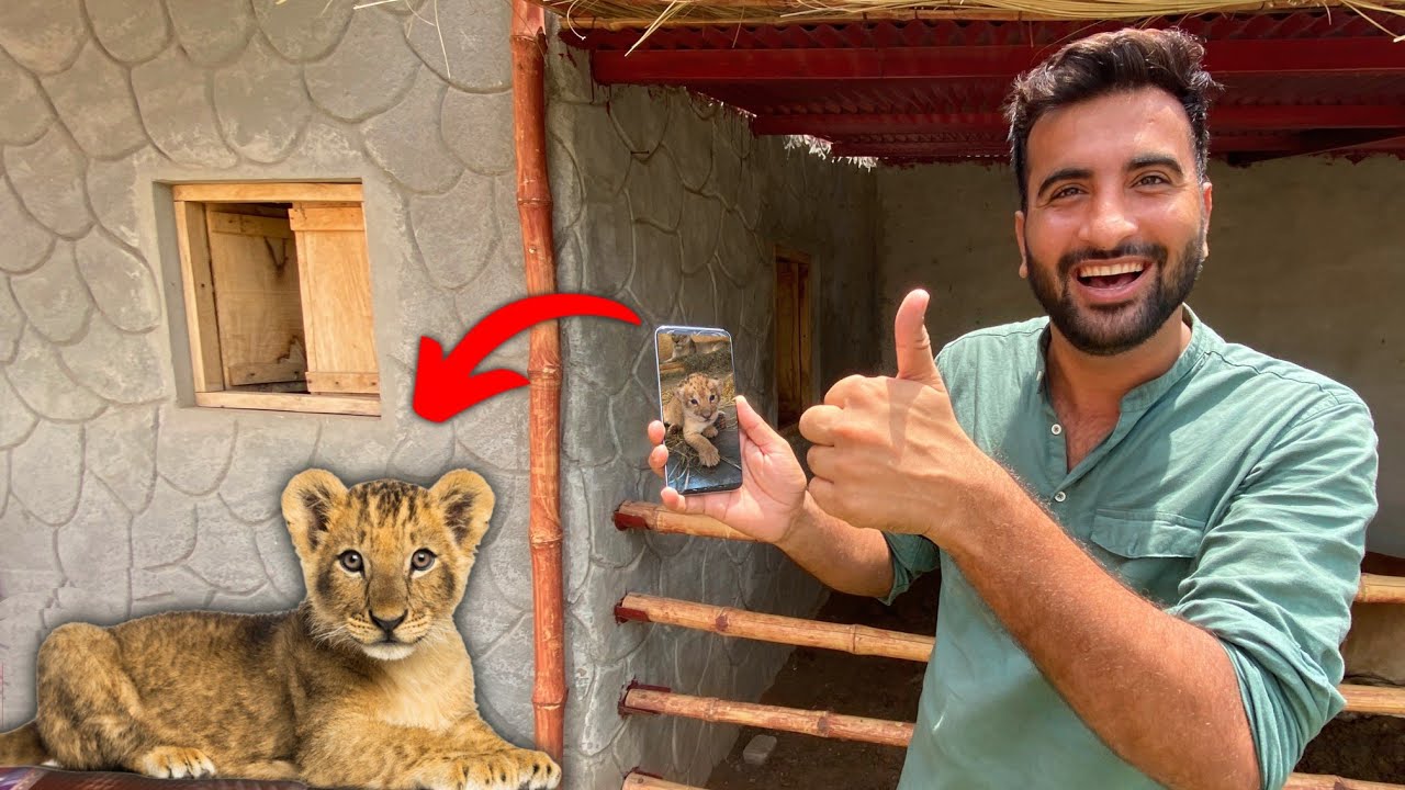 Hum Lion Cub Leny Waly Hain😍