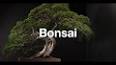 The Art of Bonsai: A Miniature Masterpiece ile ilgili video