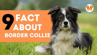 9 Fascinating Facts About the Border Collie  A MustWatch Revelation!