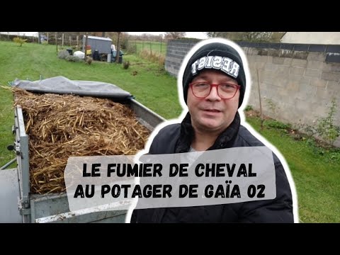 Vidéo: Est-ce que les roses aiment le fumier de cheval ?