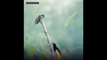 حالات واتس قران كريم بصوت جميل جداً💚 ، خَلَقَ السّمَاوَاتِ بِغَيْرِ عَمَدٍ تَرَوْنَهَا