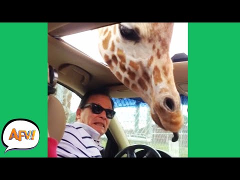 Grin and FAIL IT! ? ? | Funny Videos | AFV 2020