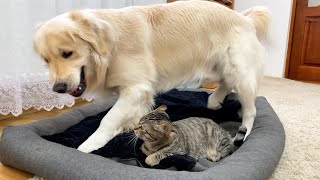 Adorable Cat Takes Over Golden Retriever's Favorite Bed!