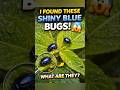 I Found These Shiny Blue Bugs on My Plant! 😱 #shorts