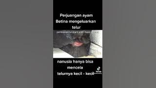 andaikan saja aku tidak menginap. Viral bocah di paksa