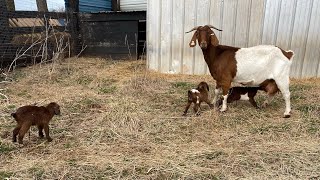 Boer Goats Are Born On Natural Pasture