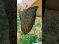 Omg  honeybees explore ytshorts honey honeybee