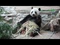 ご飯中のパンダ（チュアンチュアンかな？）2019年5月チェンマイ動物園