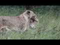 New Beginnings... Mbiri Lioness Carries Her Newborn Cub!