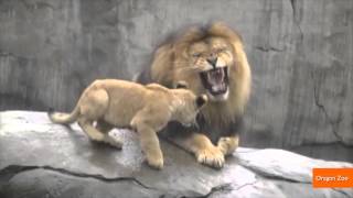 6-Month-Old Lion Cubs Finally Meet Their Dad