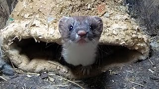 Rescued Stoat Plucks up Courage to Explore | Rescued & Returned to the Wild | Robert E Fuller