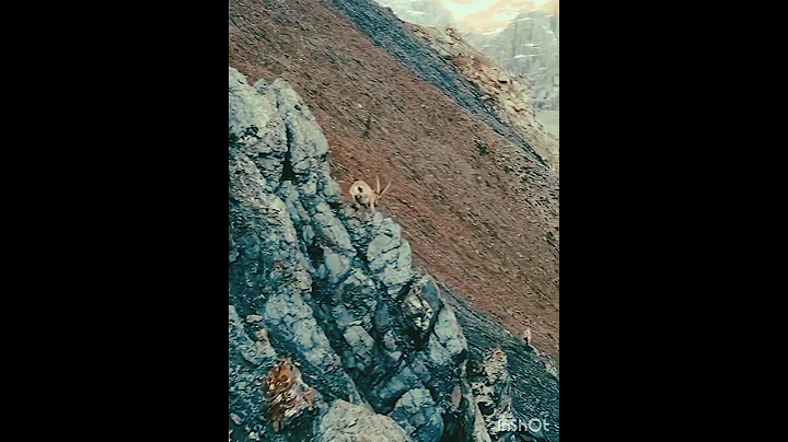 #markhors running in mountains#markhors#markhorvedio#shorts #youtubeshorts #wildlifewonderlust.