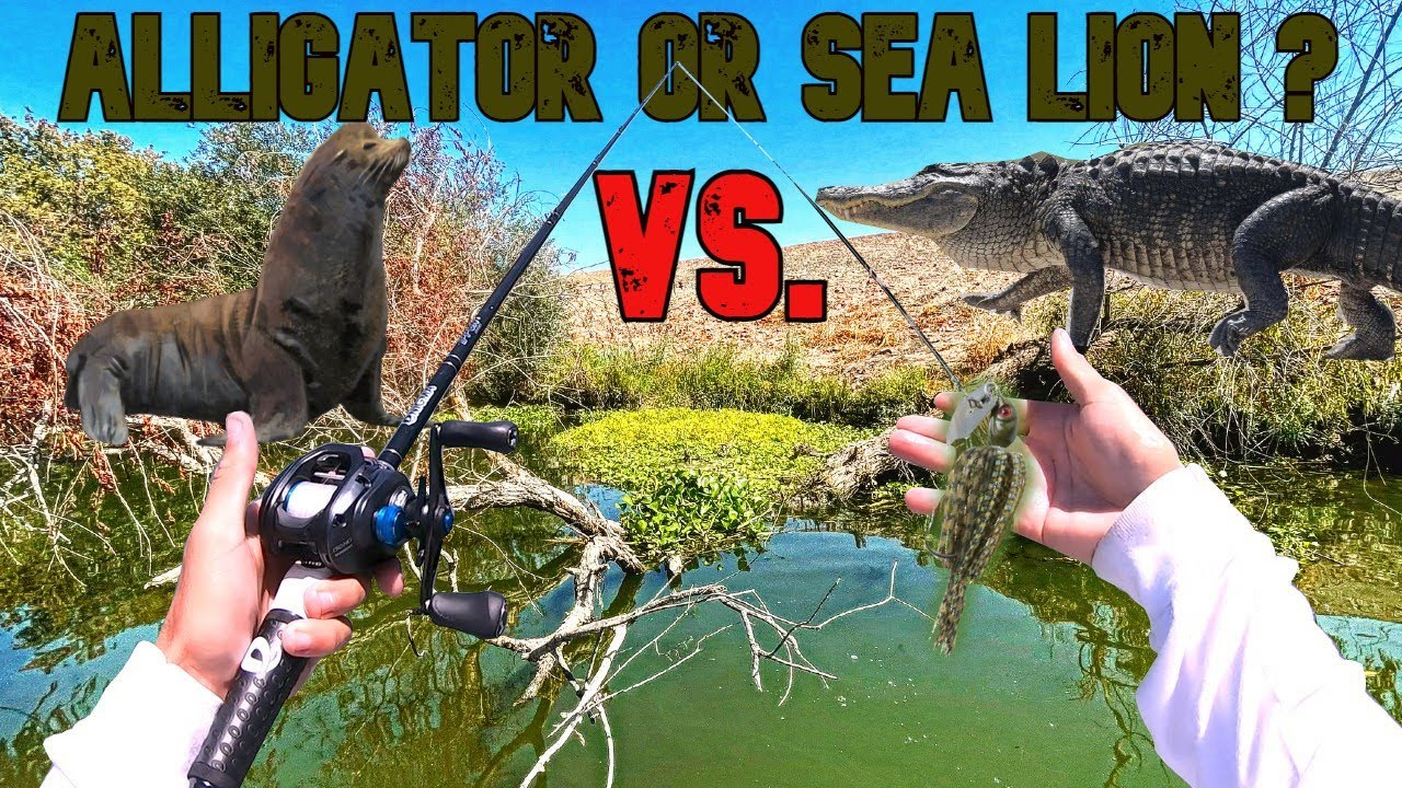 Ca Delta Windy Weather Chatterbait Fishing | Alligator Found In Delta Waters | News Article Below