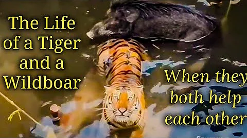 Tigress and a Wild boar Escaped from The Jaws of Death. A Story of Hope & Resilience.