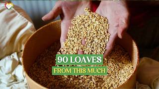 A Thousand Square Feet of Wheat Is Ninety Loaves of Bread