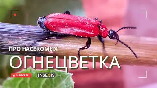 БАГРЯНАЯ ОГНЕЦВЕТКА (Pyrochroa coccinea)