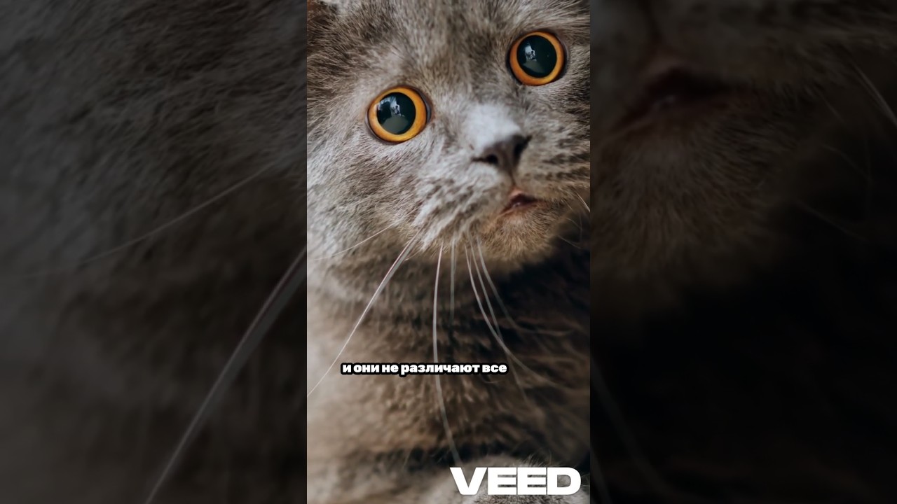 Как видят кошки в темноте? 👁️ Невероятные способности кошачьих глаз! 🌙 
