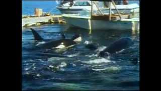 Orca Stories  Penn Cove  Don Goldsberry of SeaWorld Inc.