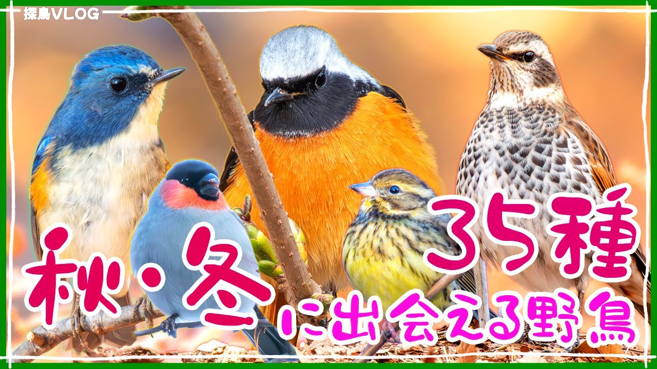 【秋・冬の野鳥】野鳥35種　解説付き　森林・農耕地・公園・高原　｜ウソ、ルリビタキ、ジョウビタキ、ツグミ...etc