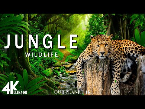 Jungle The Worlds Largest Tropical Rainforest Relaxation Film with Calming Music