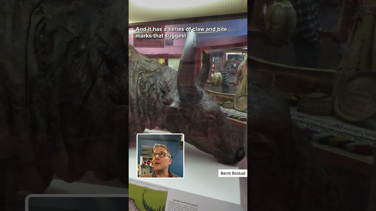 Would you eat mummified bison that died 36,000 years ago? #shorts