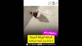 فراشة الورق الميت - مخلوقات الله