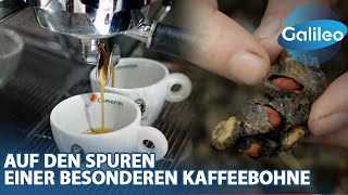 'Es ist K*cke, aber sie ist Gold wert!'  Auf den Spuren eines der teuersten Kaffees der Welt