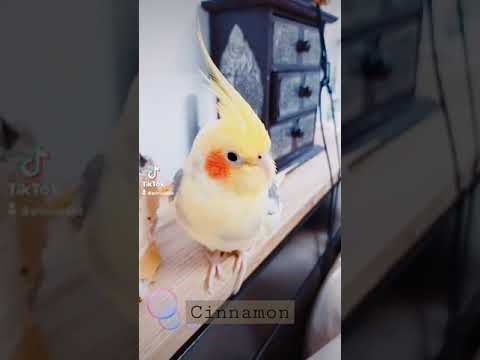 cinnamon นกแก้วค็อกเทล#cockatiel#parrot