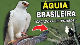 A Vida secreta do GAVIÃO-PATO (Minidocumentário) | INCRÍVEL ÁGUIA QUE VIVE NO BRASIL