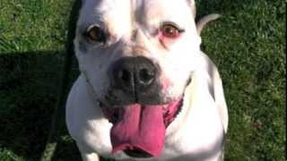 Sasha Short Video A592465