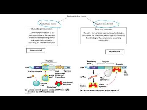 Videó: Különbség A Pozitív és A Negatív Génszabályozás Között