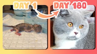 How kitten samsudin grows up from 1-180 days in 5 minutes