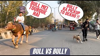 BULLYmeets BULL The SULTAN  World's first unique drag race  @Bull.RiderVlogs  #amanandbully