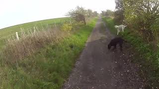 Just walking the dogs with my new Panasonic HX A100 action camera