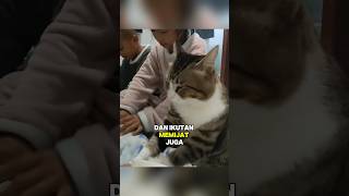Download Lagu Kucing ini ikutan memijat pemiliknya MP3 Download Lagu Kucing ini ikutan memijat pemiliknya MP3